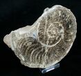 / Mammites Nodosoides Ammonite (Half) #3986-2